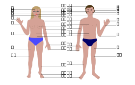 Human body, man and woman, with numbers