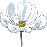 Romashka daisy Flower 6